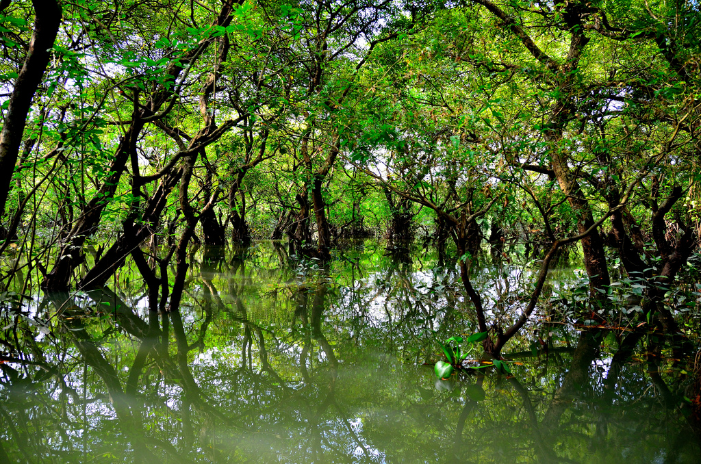 Ratargul-Swamp-Forest1.jpg