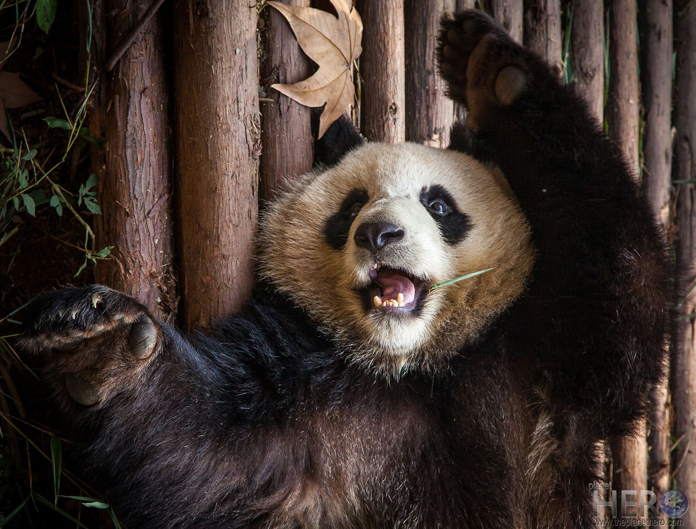 Panda_Chengdu_China.jpg