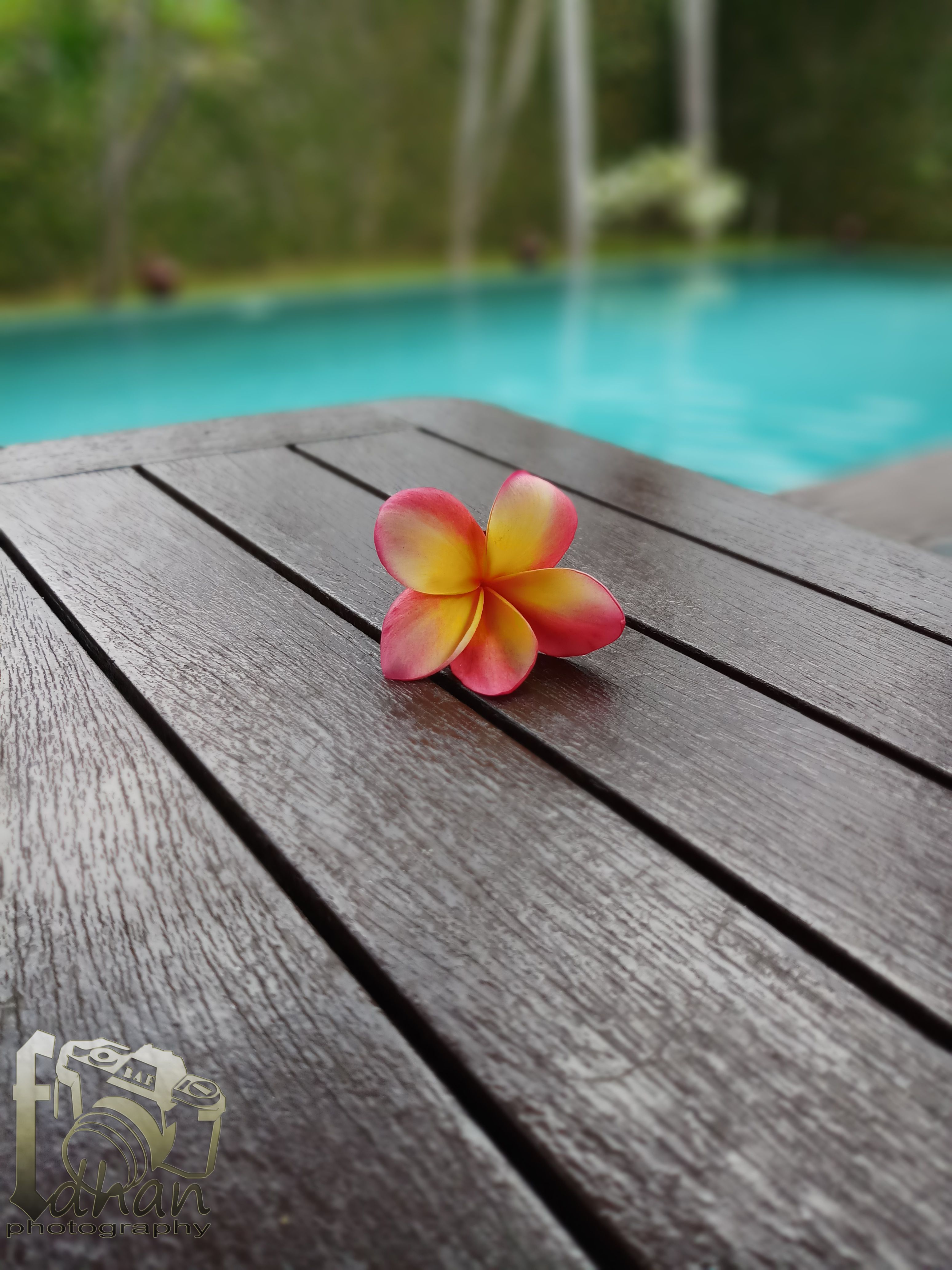 Flower at Pool.jpg