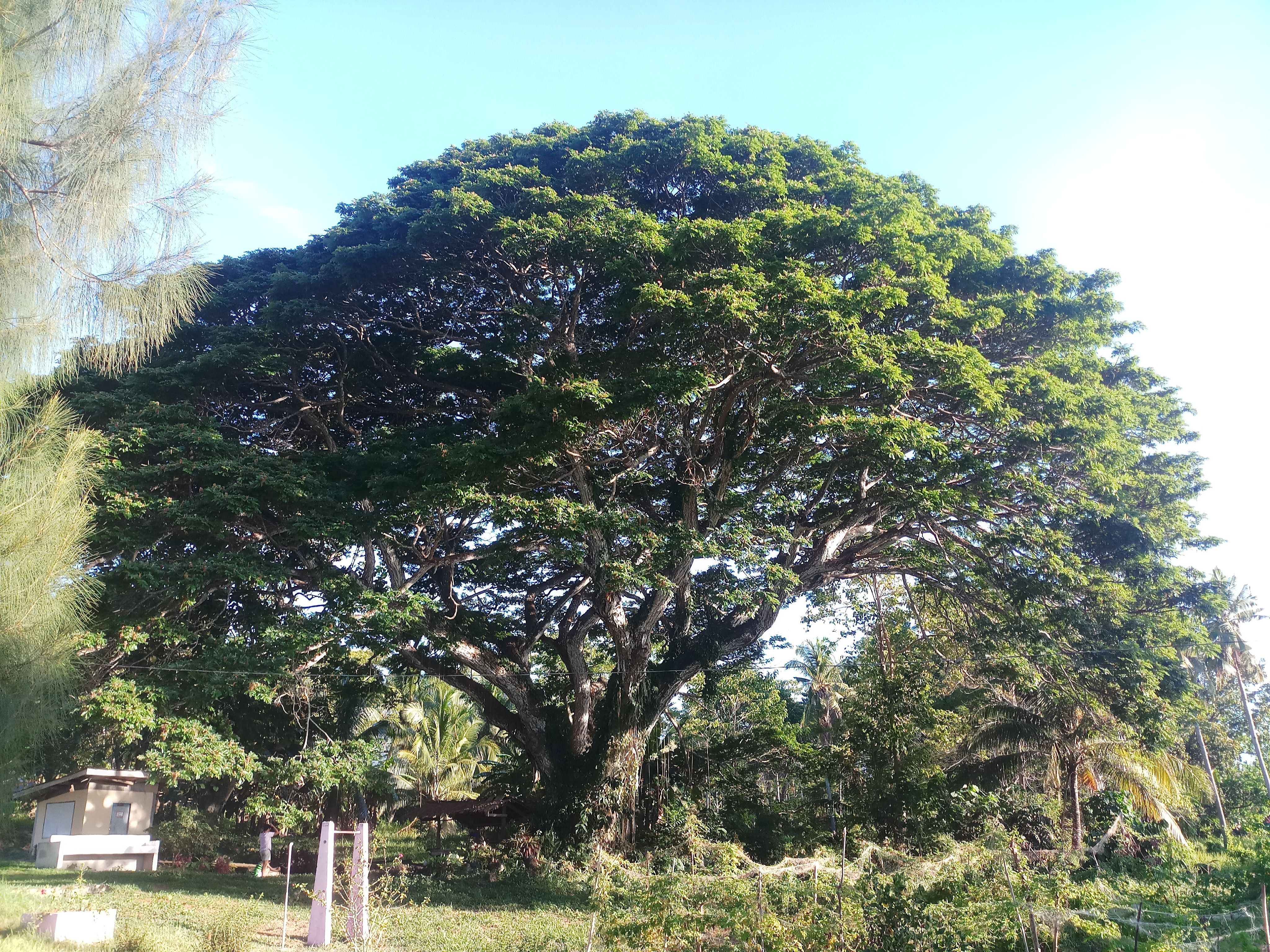philippine acacia tree