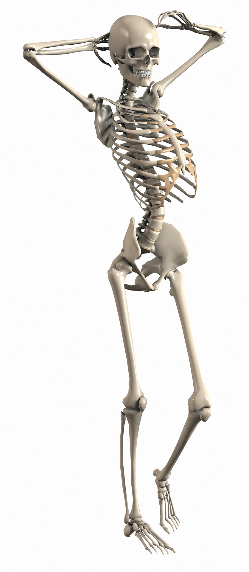 skeleton-2504344_1920.jpg