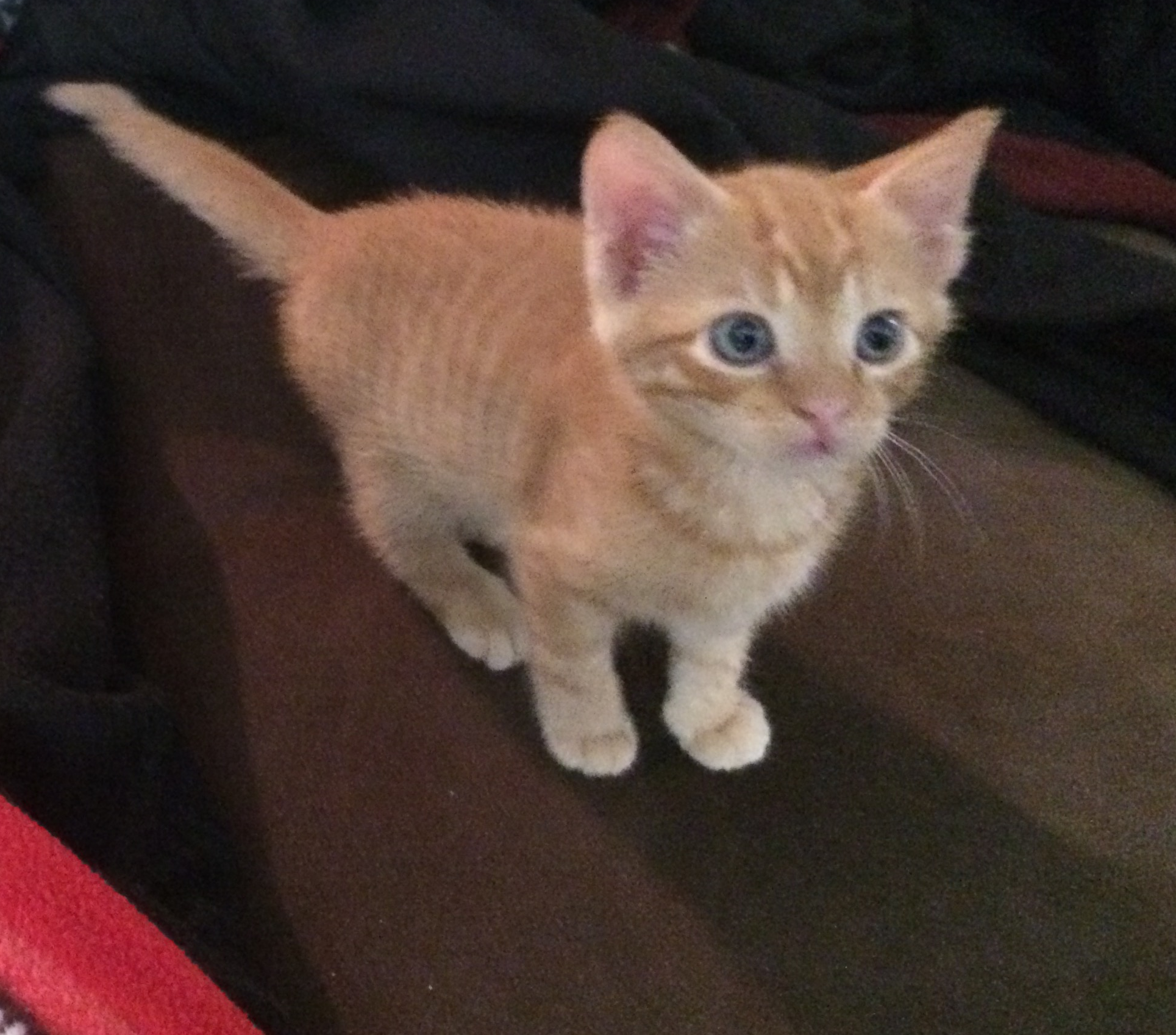 ginger orange tabby cat female