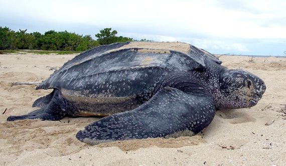 LeatherbackSeaTurtle_Claudia Lombard_USFWS.jpg