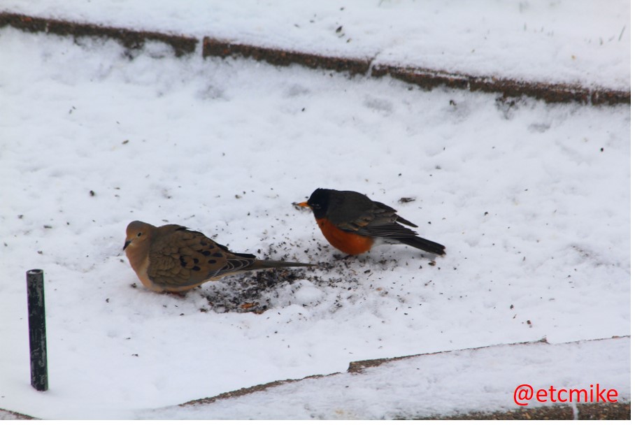 April-snowstorm-mourning-dove-American-Robin-April15-02.JPG