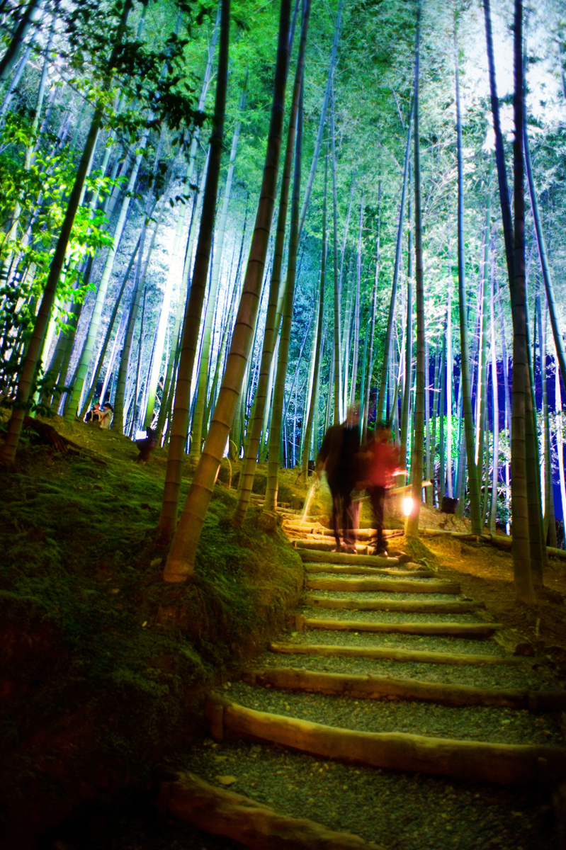 One_of_multiple_pathways_leading_through_Sagano_Bamboo_Forest._Arashiyama._Kyoto.jpg