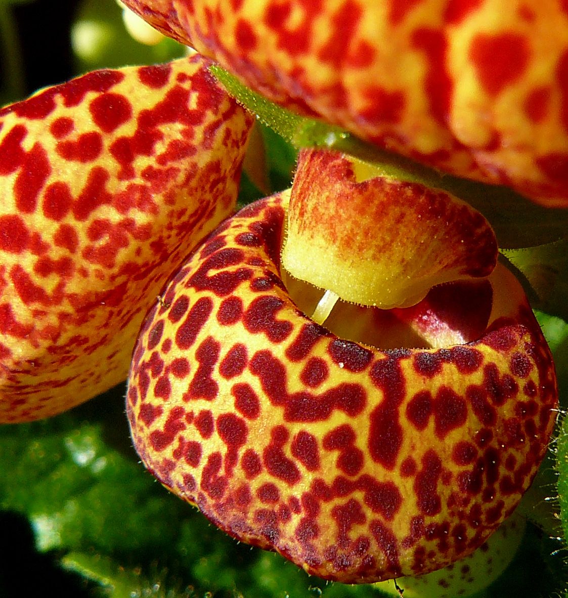 Calceolaria 4.jpg