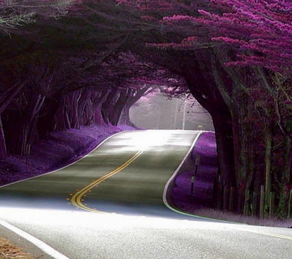 Beautiful-Tree-Tunnels13.jpg