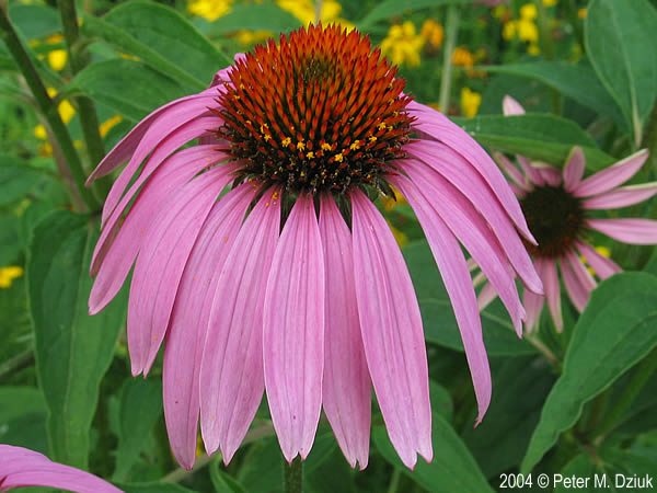 echinacea-purpurea-17.jpg