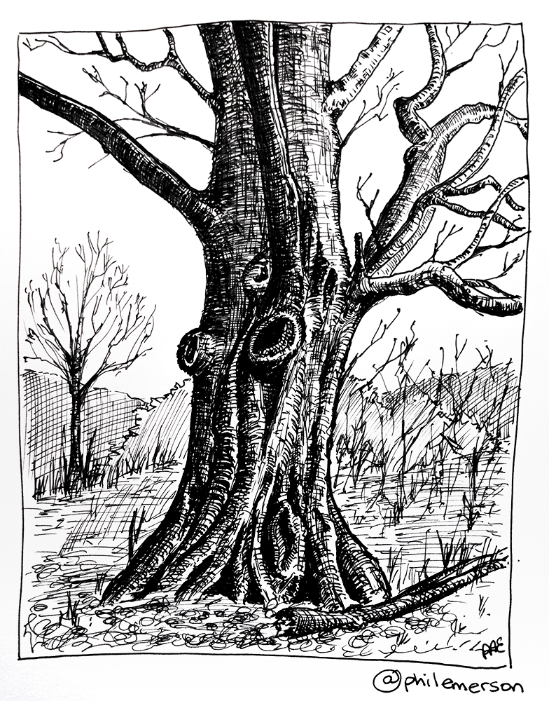 old pen and ink trees