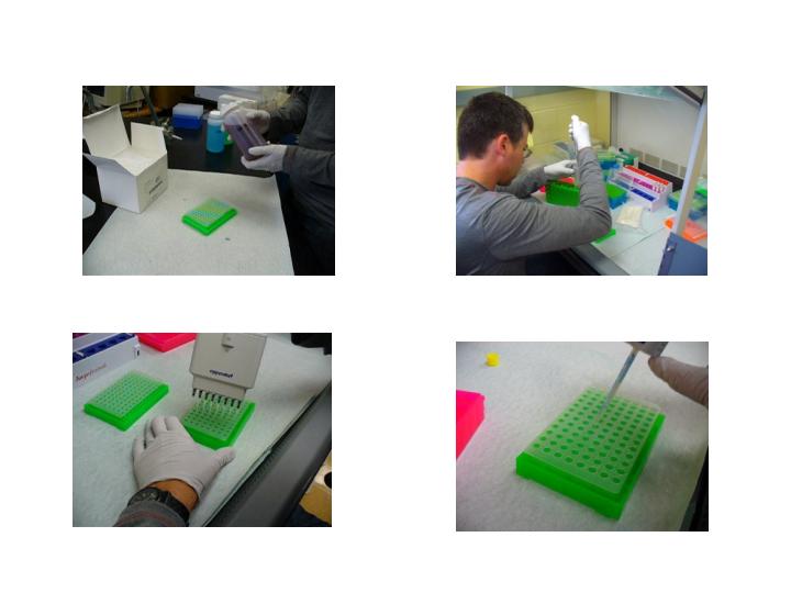 Joneo PCR Lab Steps.jpg