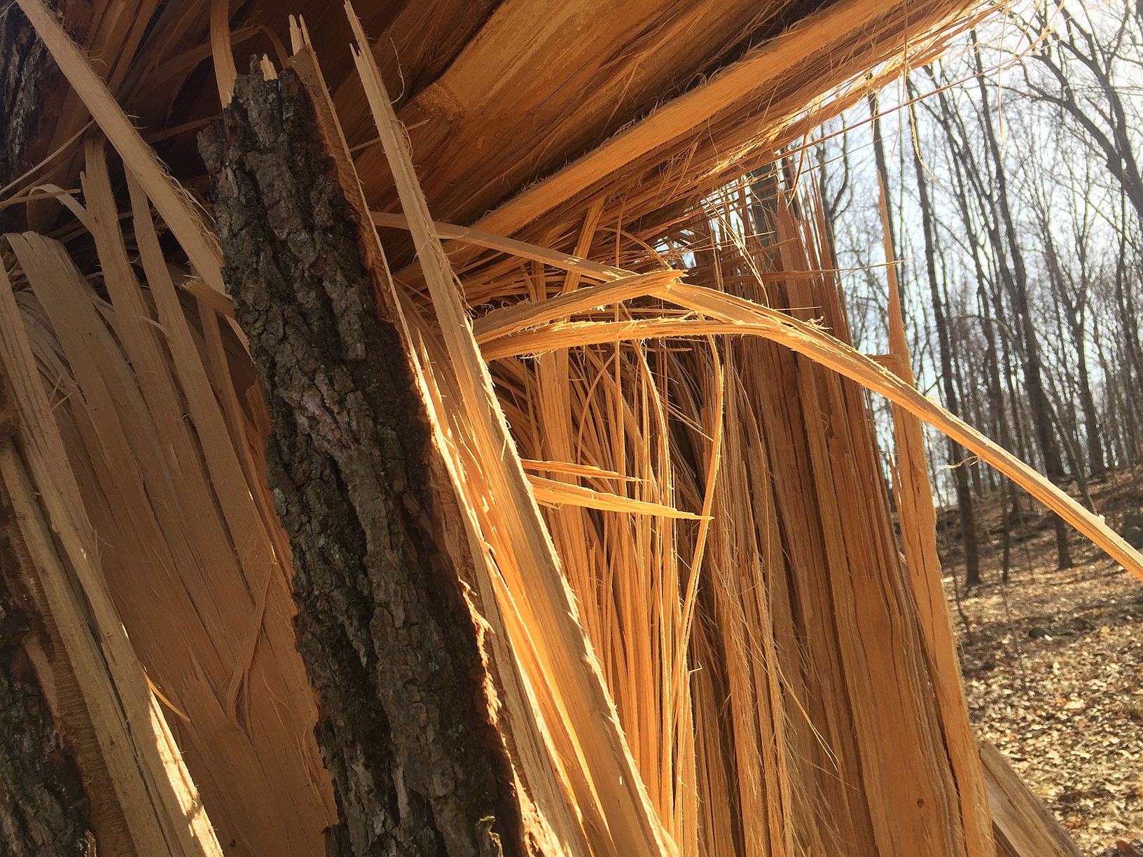TREE-09.JPG