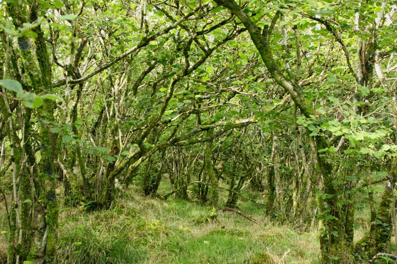 hazelwoodstools.jpg
