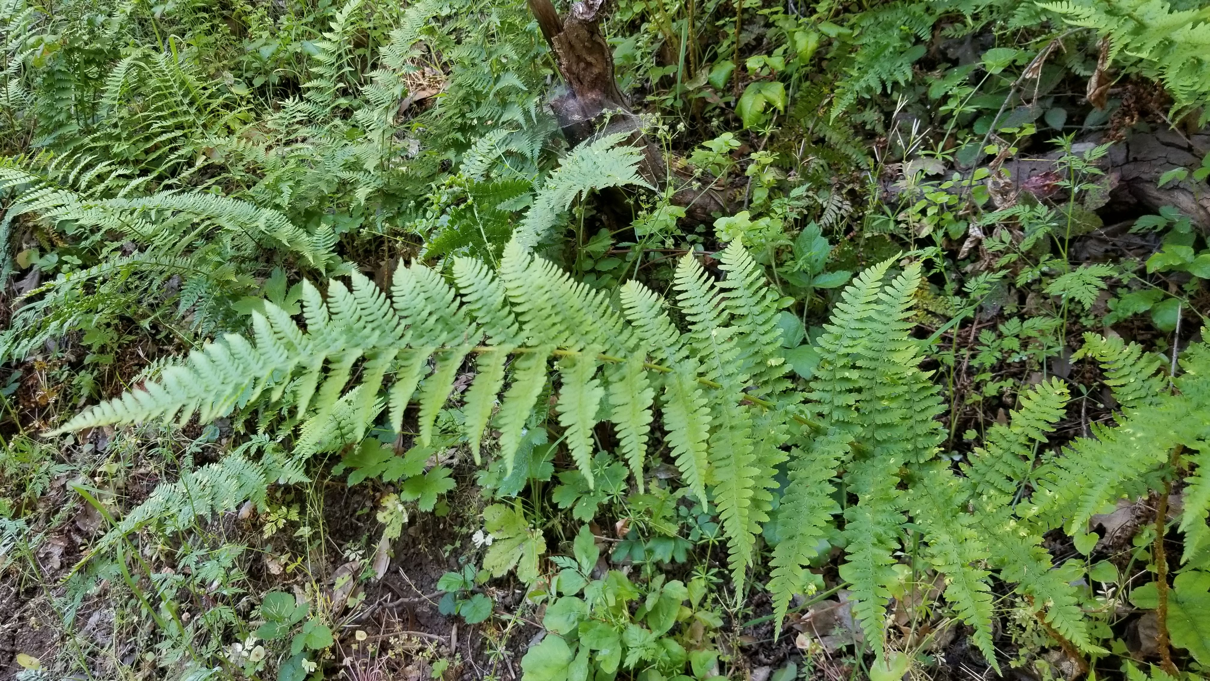 fern.jpg