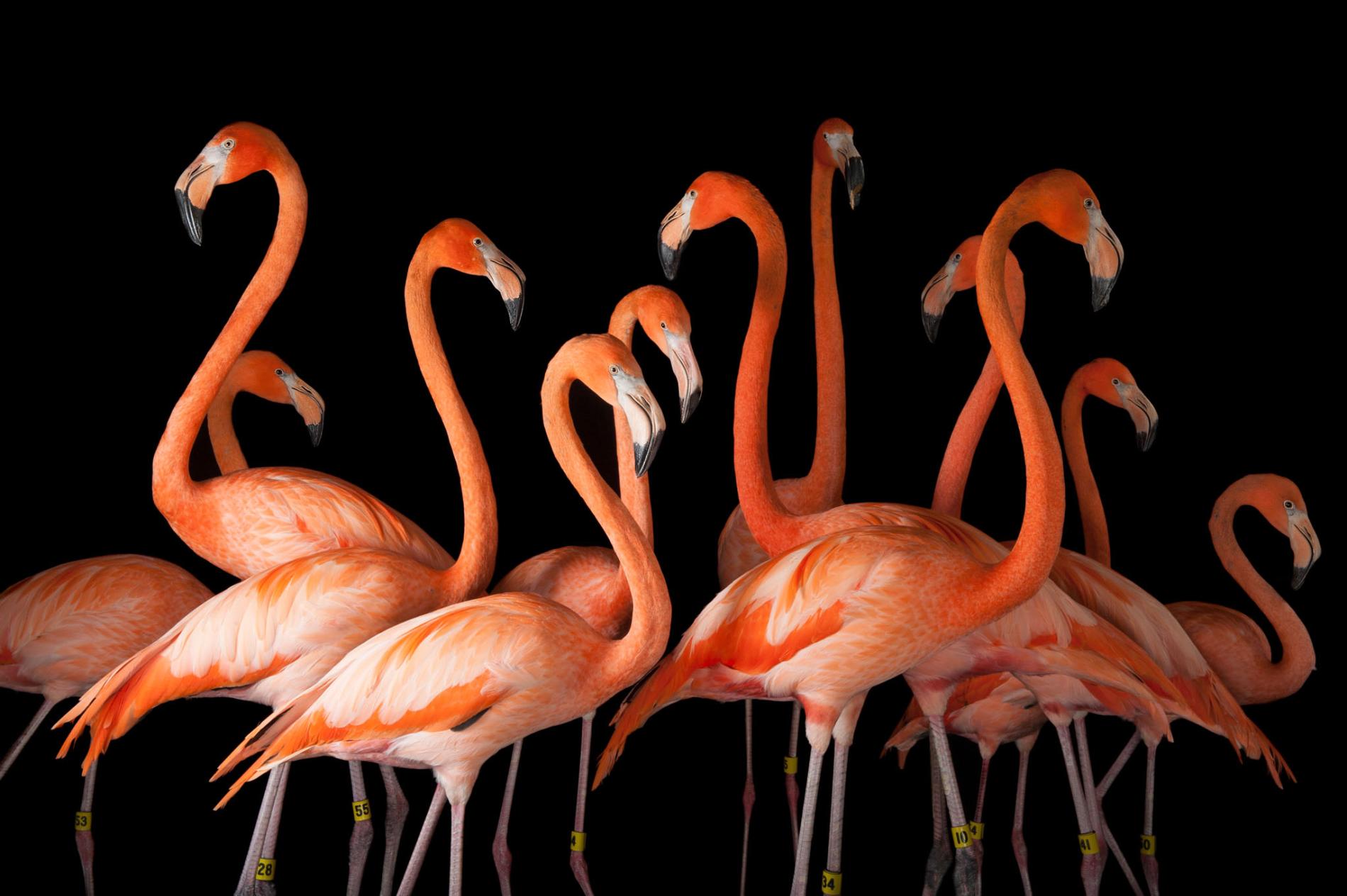 birds-animals-species-photo-ark-6.adapt.1900.1.jpg