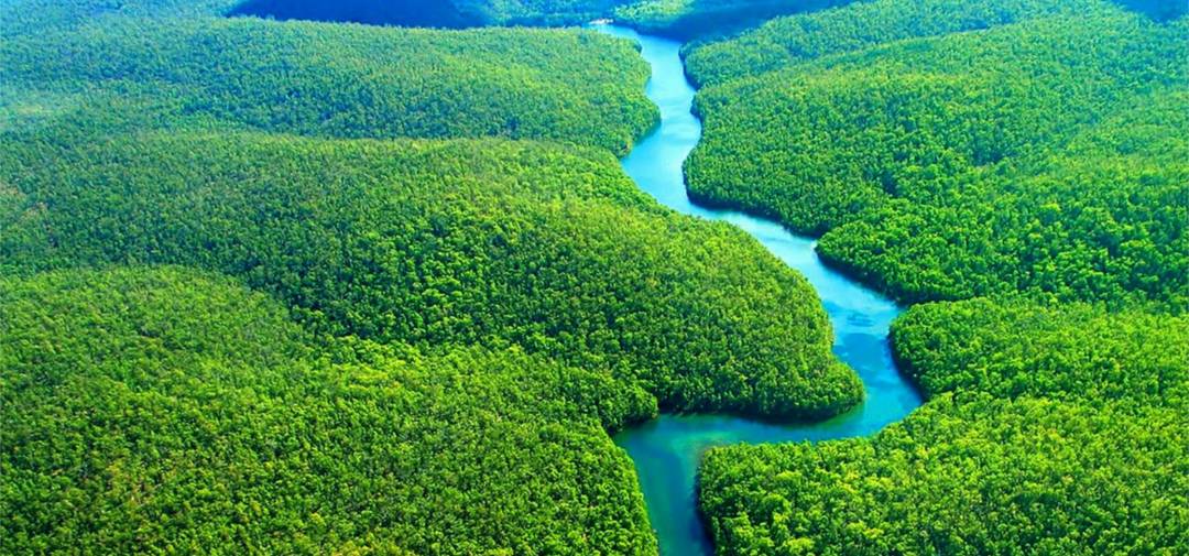 Amazon rainforest.jpg