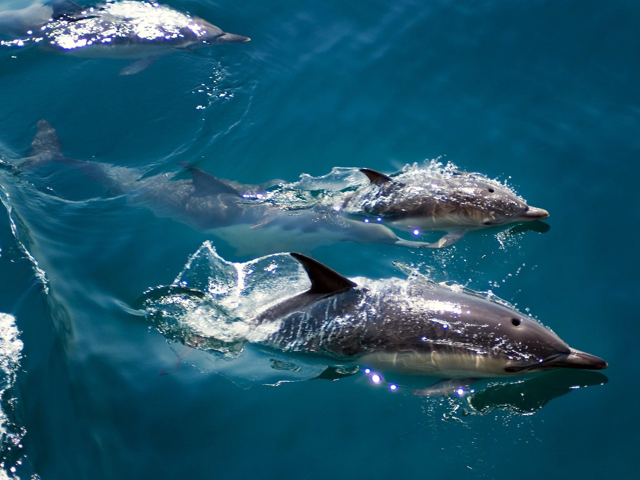 dolphins-enjoying-freedom.jpg