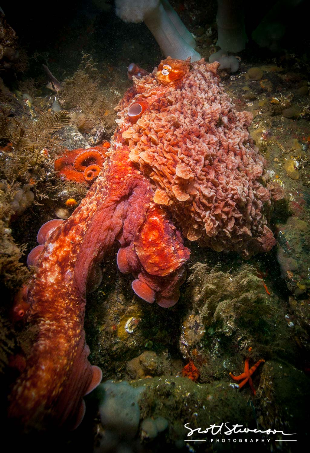 Giant Pacific Octopus-3.jpg