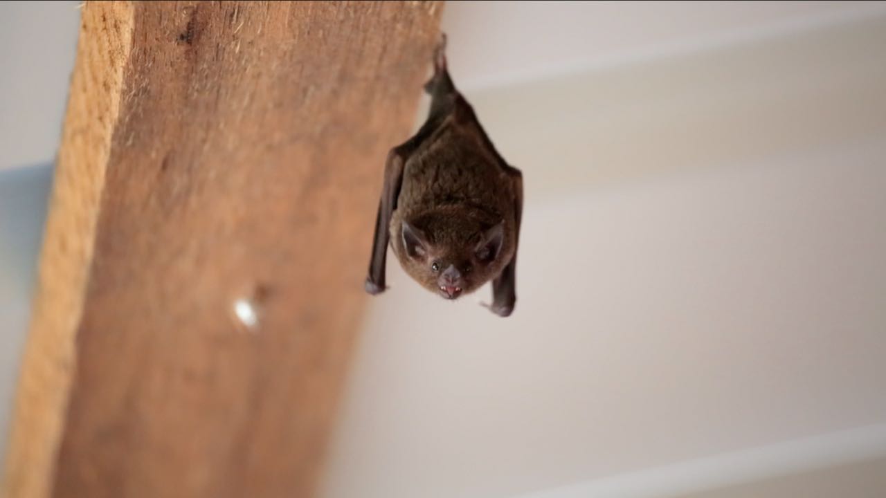 Bat 1.jpg