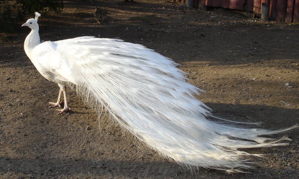 white-peacock-hd-photos.jpg