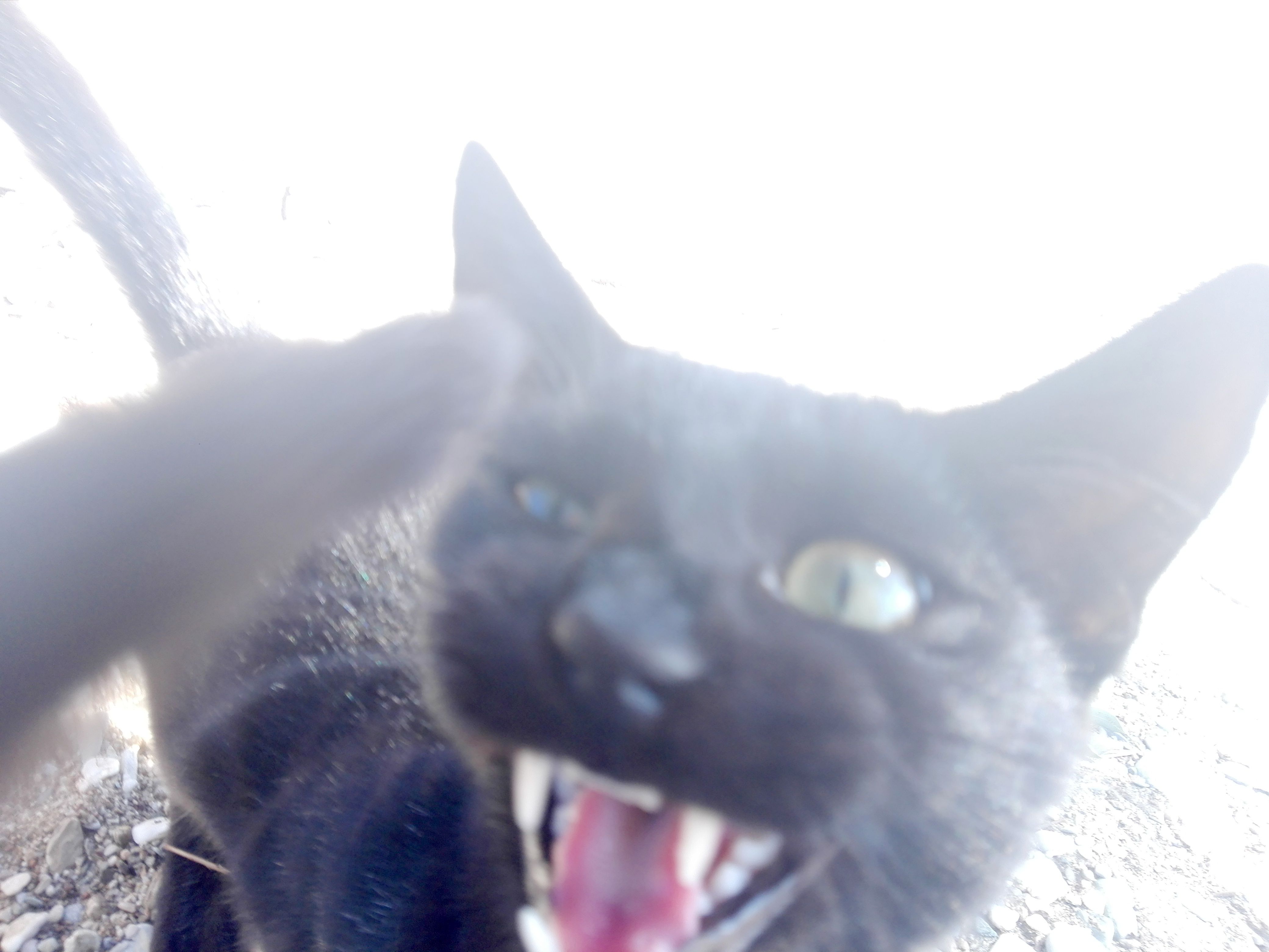 cat.jpg