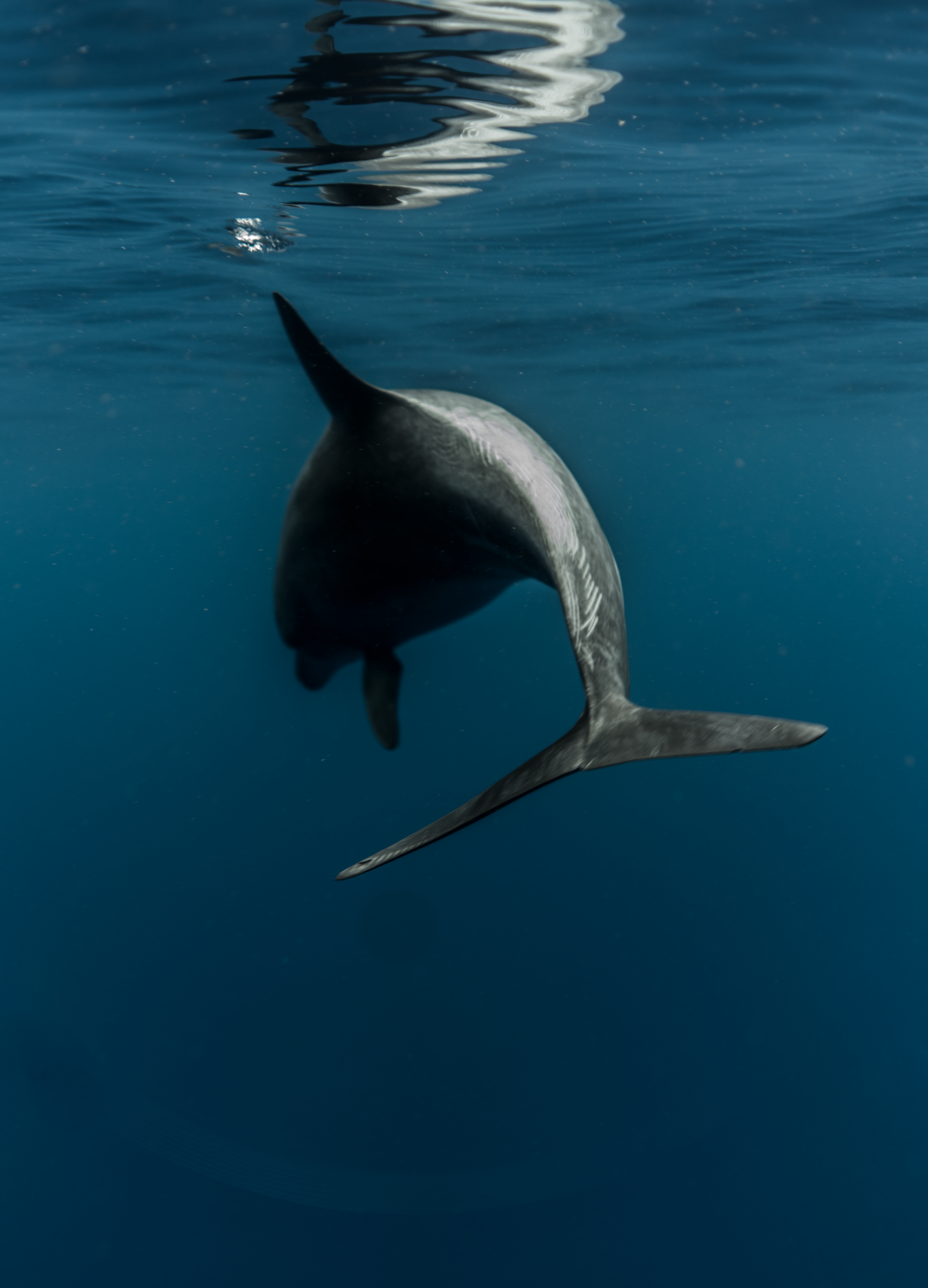 dolphin.jpg