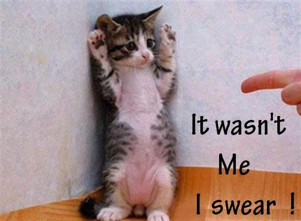 cat_wasntme.jpg