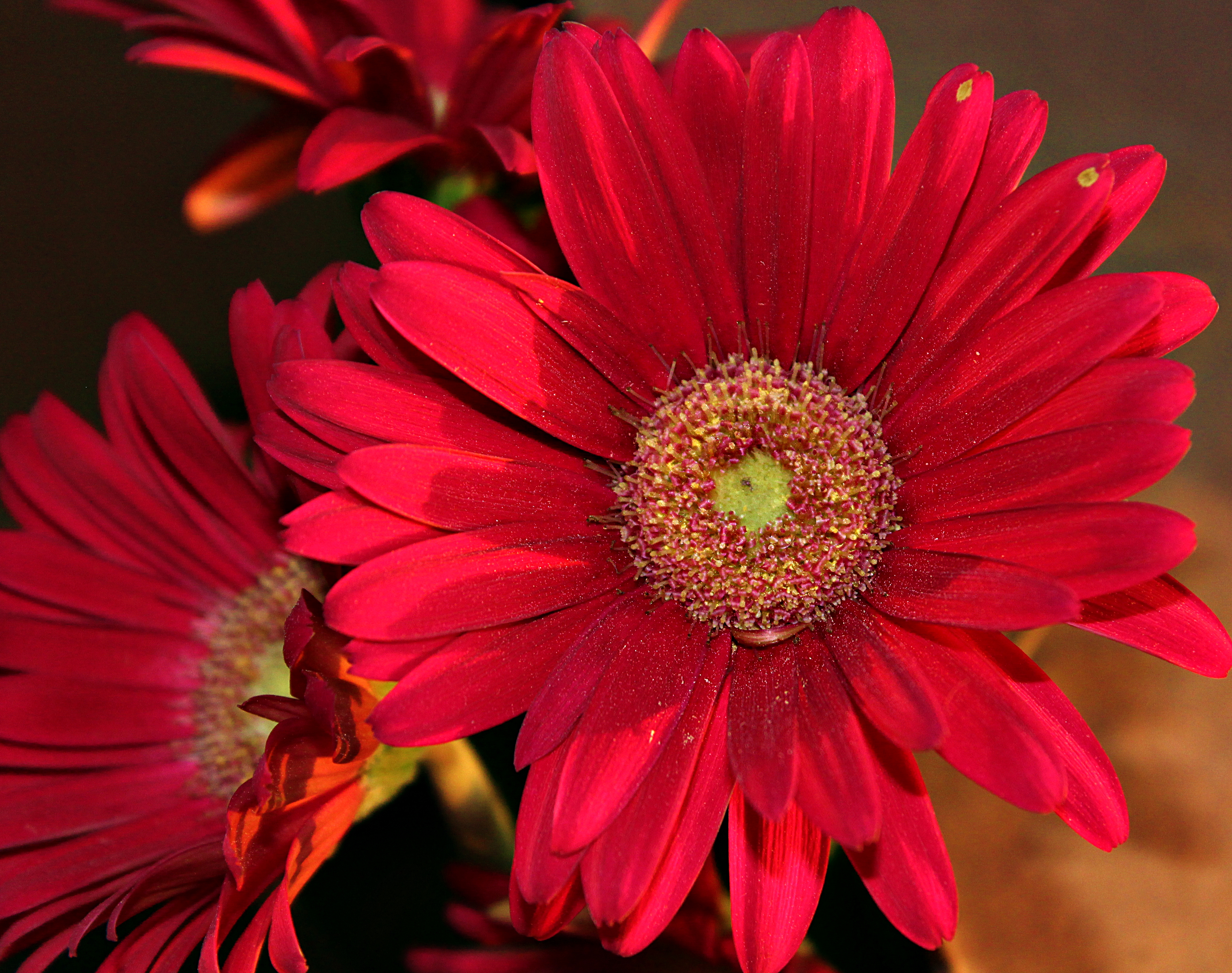 red flower.jpg