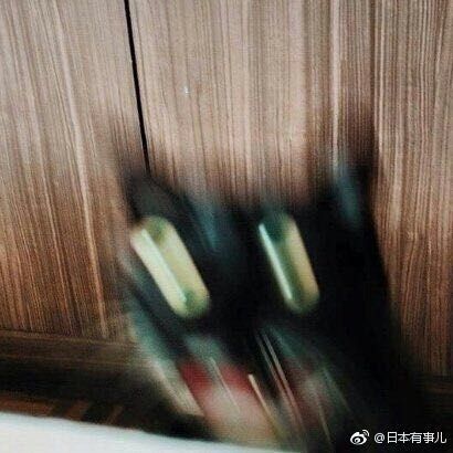 falling-cat.jpg