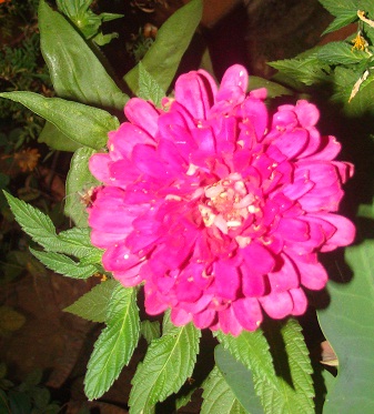 zinnia.jpg