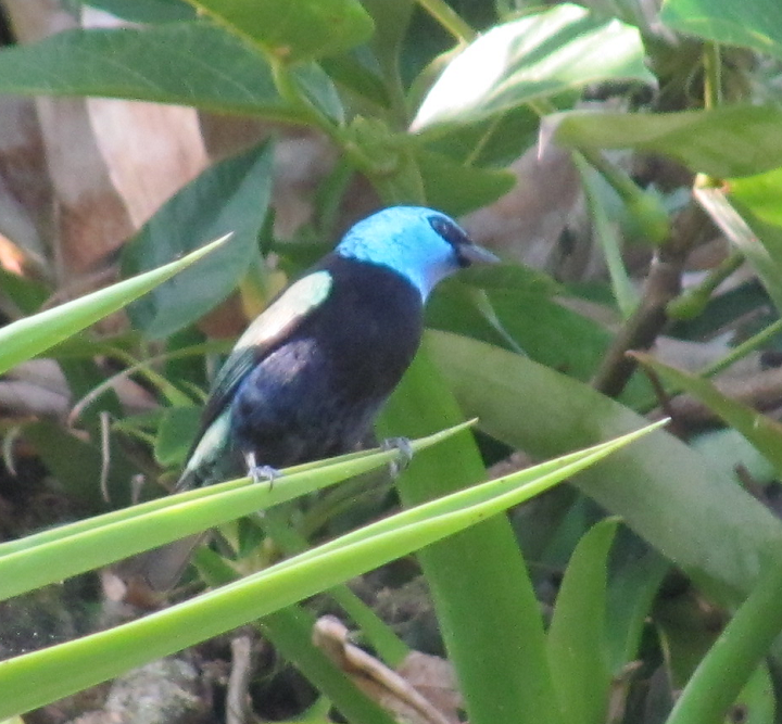 Tangara Cyanicollis.2.png