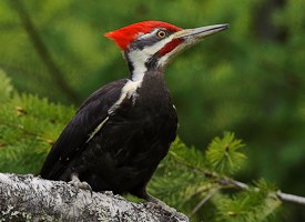 PileatedWoodpecker-Vyn-100525-0333.jpg