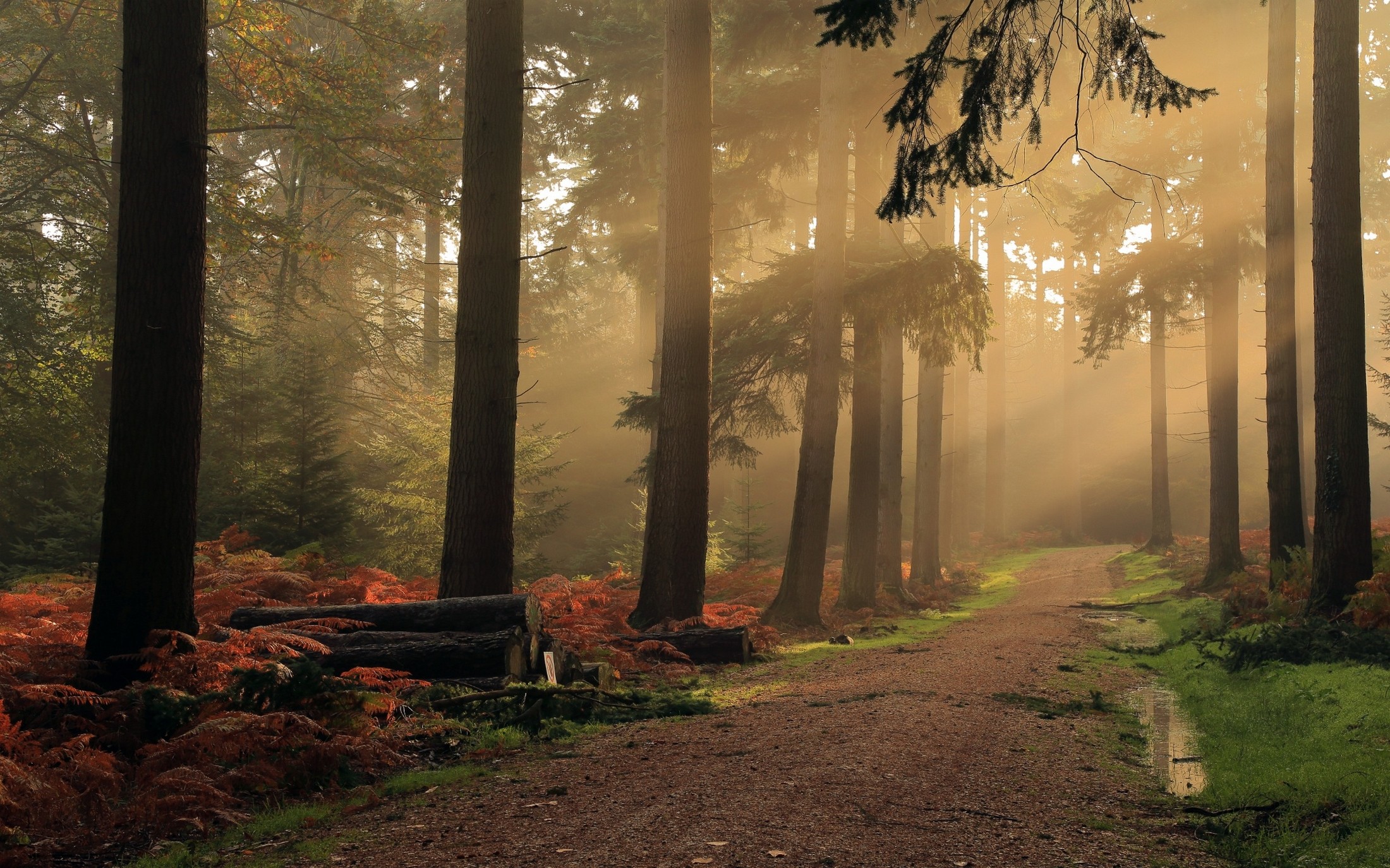 landscape-Nature-Mist-Dirt-Road-Forest-Shrubs-Morning-Trees-Fall-Hungary-Atmosphere-.jpg