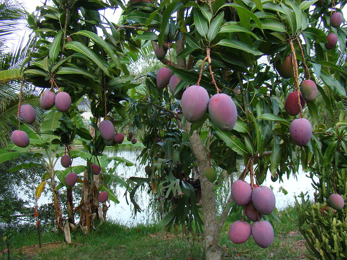 1200px-Mango_TommyAtkins02_Asit.jpg