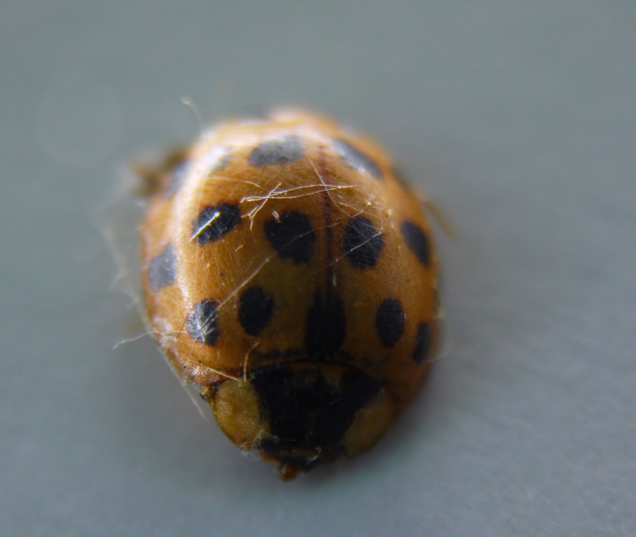 17521952642 - dead ladybird with cobwebs.jpg