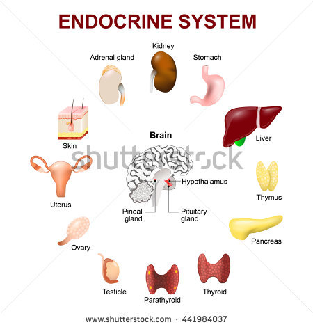stock-photo-human-anatomy-endocrine-system-pituitary-gland-pineal-gland-testicle-ovary-pancreas-thyroid-441984037.jpg