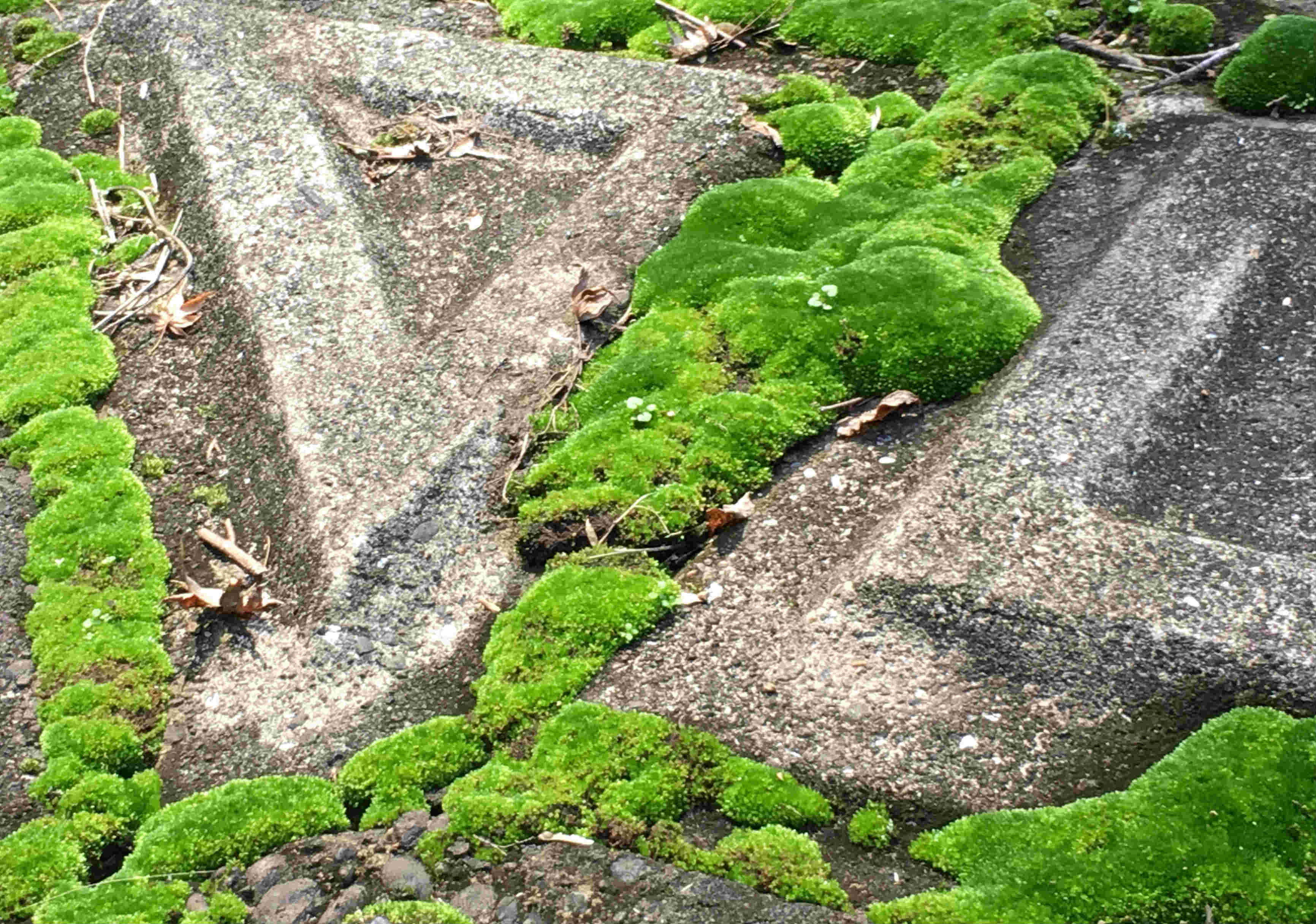 moss.jpg
