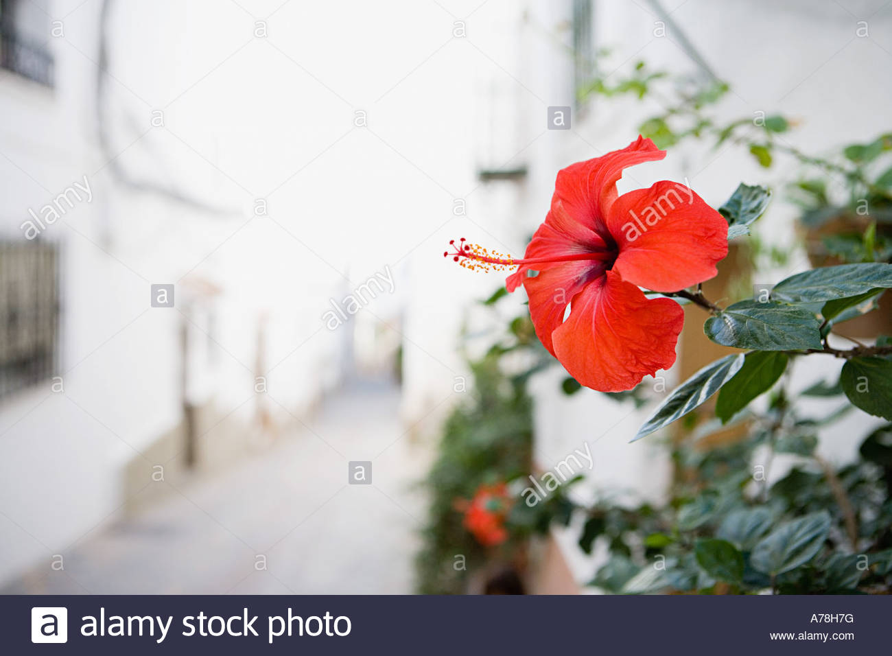 hibiscus-flower-in-spain-A78H7G.jpg