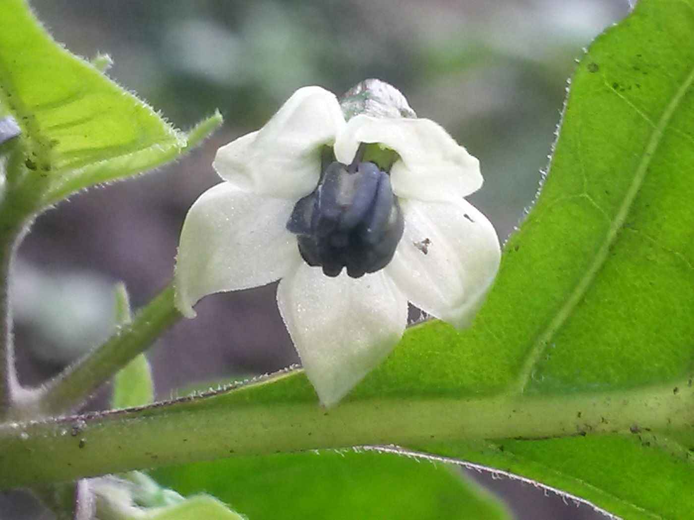 FLOR AJI DULCE.jpg