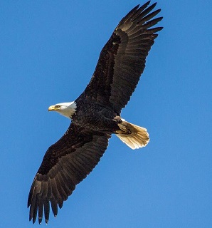 soaring-eagle-b.jpg