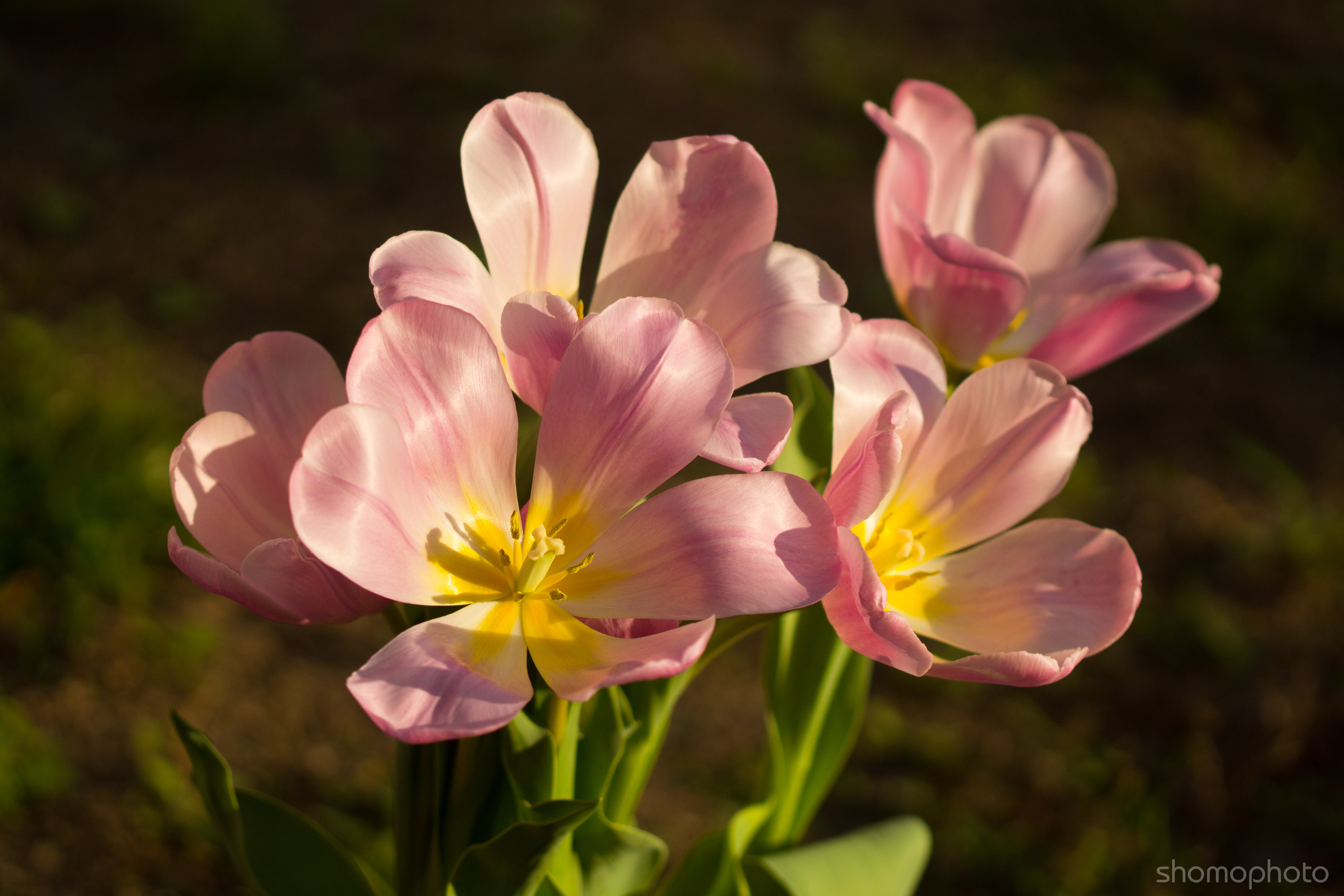 pink-tulips-macro.jpg