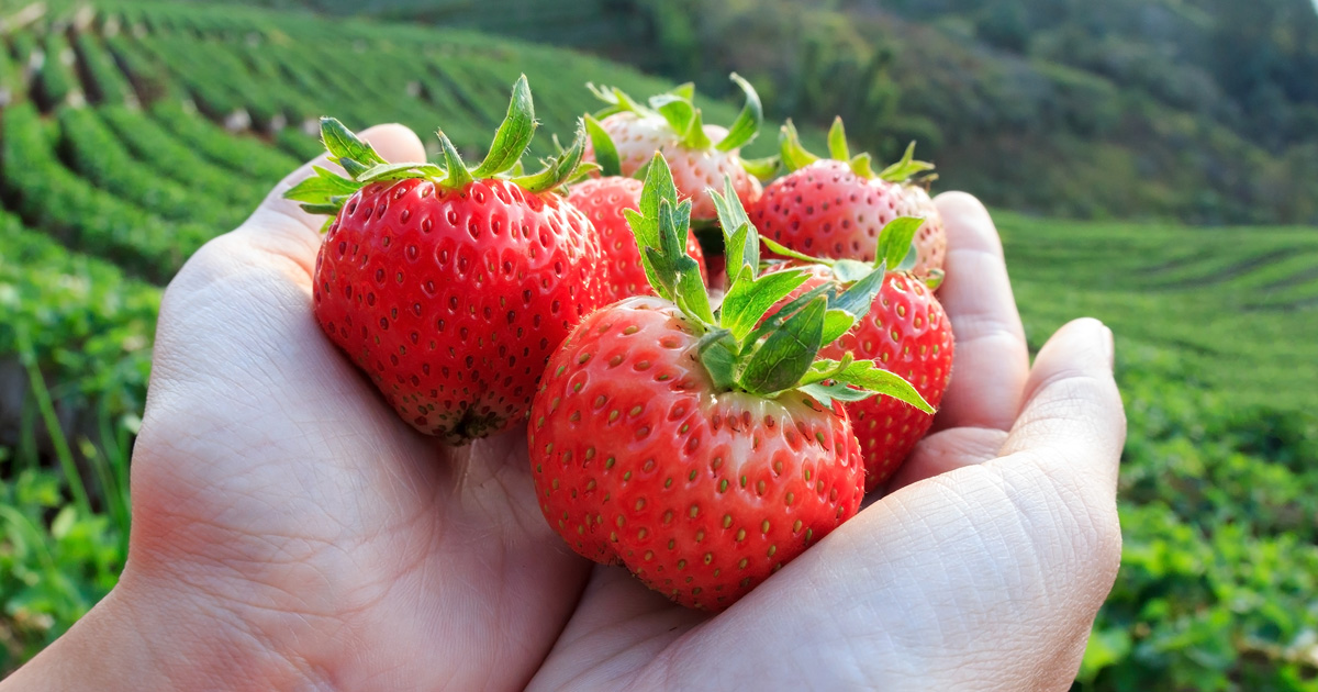 nc-strawberry-assoc-fb1.jpg