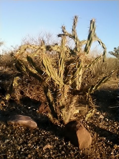 cactus 6-a.jpg