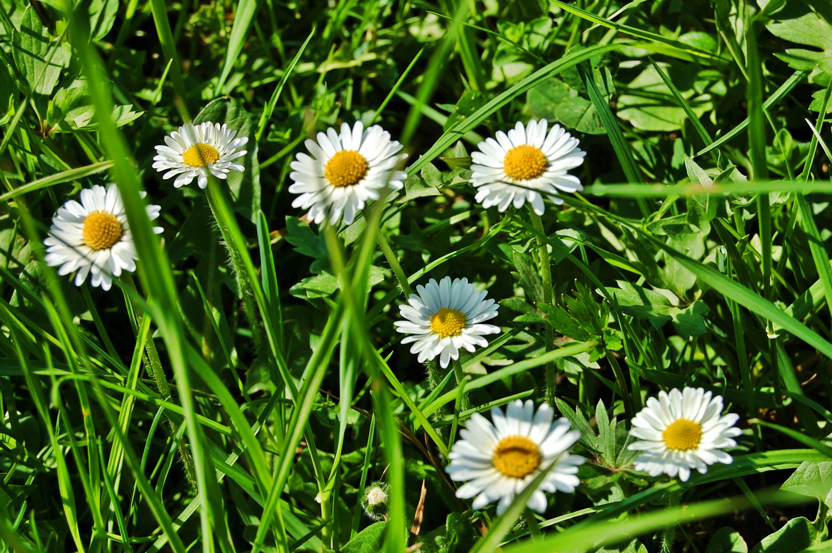 bf DSC_0081.jpg