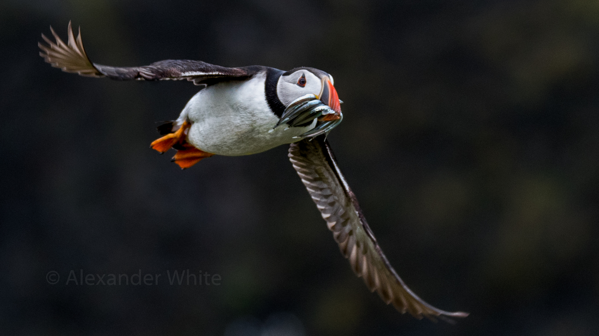 Puffin Flying.JPG