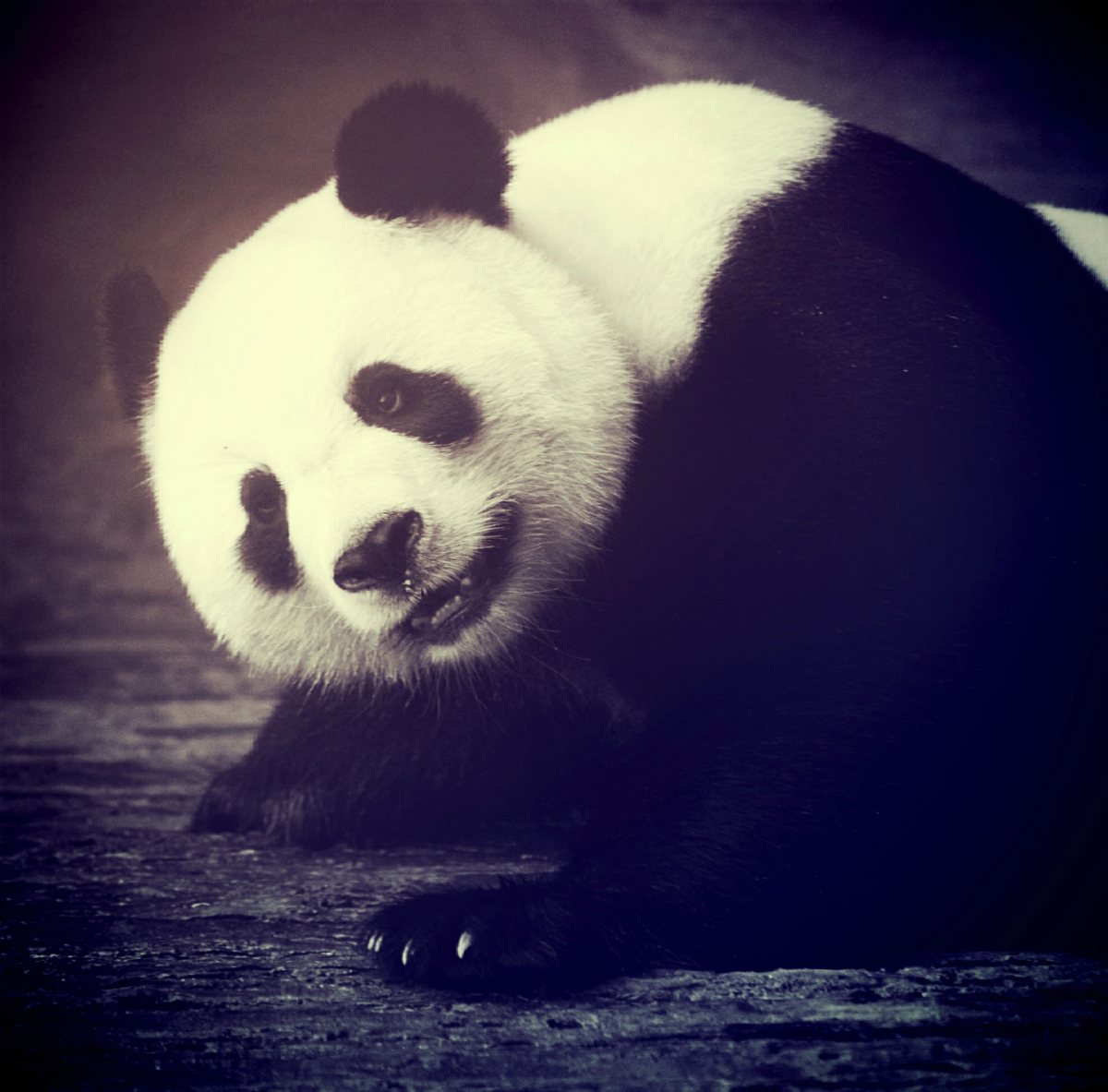 panda_bear_animal_asia_asian_bamboo-3.jpg