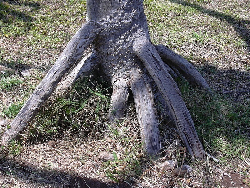 800px-Starr_030523-0111_Pandanus_tectorius.jpg