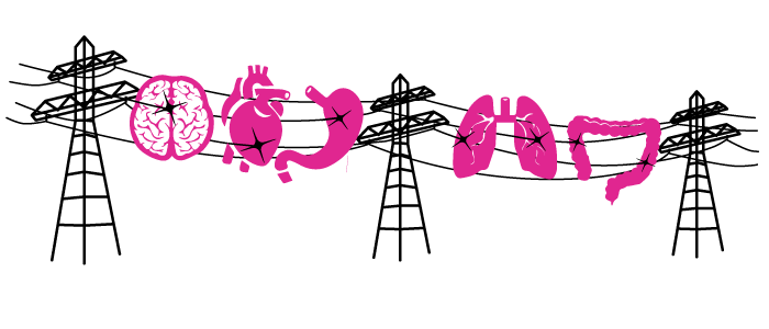 brain heart and lungs all connected electrically.png
