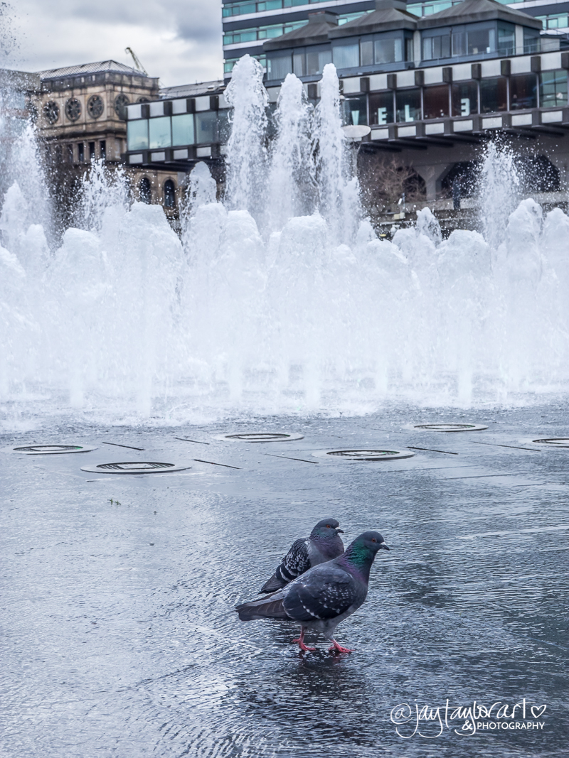 pigeons-manchester-water.jpg