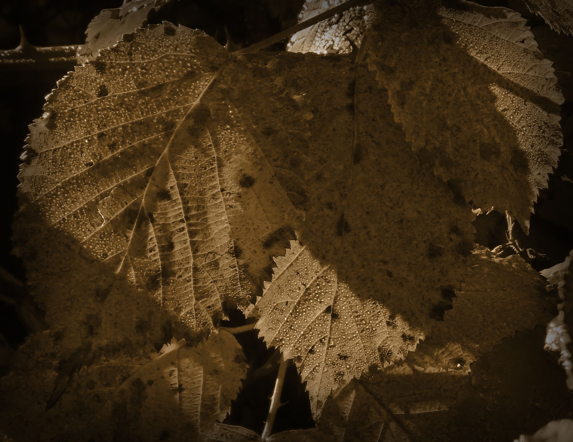 sepia-leafs.jpg