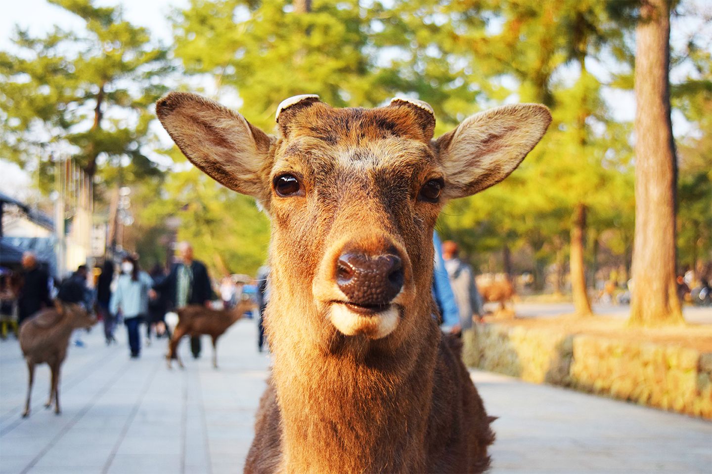 #1 Exploring Japan's Oldest Capital, Nara